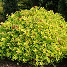 Саджанці спіреї Золотий Курган (черенкований) - 1-річний