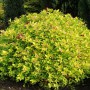 Саженцы спиреи Голдмаунд (черенкованный) - 1-летний