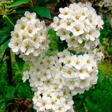 Саджанці спіреї Густоцвіткова (черенкований) - 1-річний