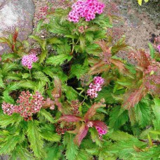 Саджанці спіреї Кріспа (черенкований) - 1-річний