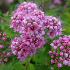 Саджанці спіреї Літтл Принцес (черенкований) - 1-річний