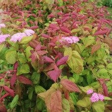 Саджанці спіреї Великолиста (черенкований) - 1-річний Саджанці спіреї Великолиста (черенкований) - 1-річний