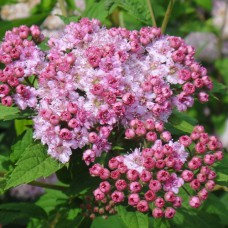 Саджанці спіреї Манон (черенкований) - 1-річний