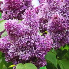 Саджанці бузку Академік Курчатов (привитий) - 1-річний