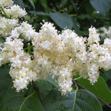 Саджанці бузку Амурський (привитий) - 1-річний