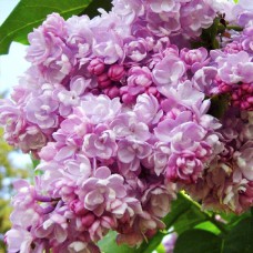 Саджанці бузку Каліфорнія Роуз (привитий) - 1-річний