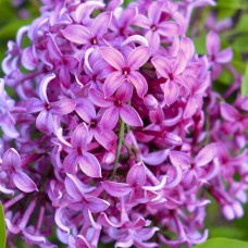 Саджанці бузку Китайська Саугеана (привитий) - 1-річний