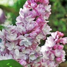 Саджанці бузку Мадам Антуан Бюхнер (привитий) - 1-річний