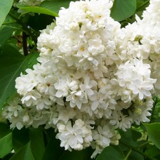 Саджанці бузку Монблан (привитий) - 1-річний