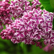 Саджанці бузку Сенсація (привитий) - 1-річний