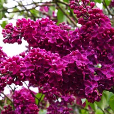 Саджанці бузку Шарль Жолі (привитий) - 1-річний