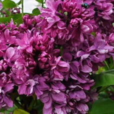 Саджанці бузку Вогні Донбасу (привитий) - 1-річний