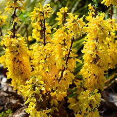 Cаджанці форзиції Японська (черенкований) - 1-річний