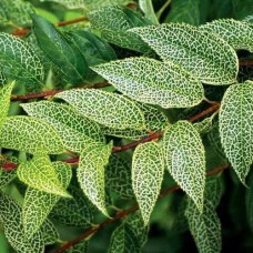 Cаджанці форзиції Кумсон (черенкований) - 1-річний