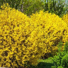 Cаджанці форзиції Лінвуд Плакуча (черенкований) - 1-річний