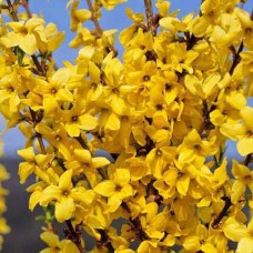 Cаджанці форзиції Мініголд (черенкований) - 1-річний