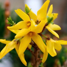 Cаджанці форзиції Овальна (черенкований) - 1-річний