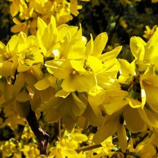 Cаджанці форзиції Звисаюча (черенкований) - 1-річний