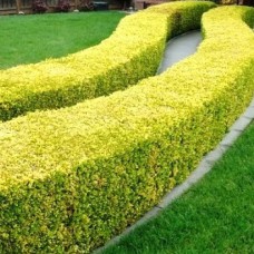 Саджанці бірючини Ауреум (черенкований) - 1-річний