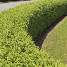 Саджанці бірючини Китайська (черенкований) - 1-річний