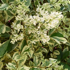 Саджанці бірючини Срібляста (черенкований) - 2-річний