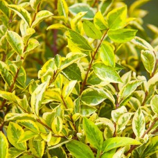 Саджанці бірючини Строката (черенкований) - 2-річний