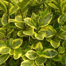 Саджанці бірючини Варієгата (черенкований) - 1-річний