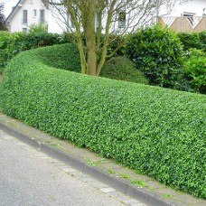 Саджанці бірючини Атровіренс (черенкований) - 1-річний