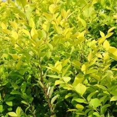 Саджанці бірючини Вікарі (черенкований) - 1-річний