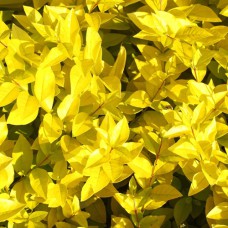 Саджанці бірючини Жовта Вікарій (черенкований) - 1-річний