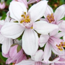 Саджанці дейції Гібридна Монт Роуз (черенкований) - 1-річний