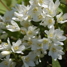 Саджанці дейції Нікко (черенкований) - 1-річний