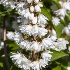 Саджанці дейції Махрова (черенкований) - 1-річний