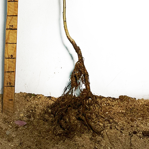 Саджанці декоративного глоду на штамбі Пол Скарлет (привитий) - 2-річний