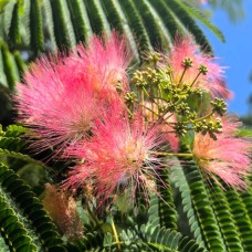 Саджанці альбіції Іранська (привитий) - 1-річний