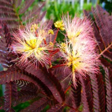 Саджанці альбіції Літній Шоколад (привитий) - 1-річний