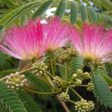 Саджанці альбіції Шовкова (привитий) - 1-річний