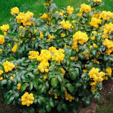 Саджанці магонії Вершина (черенкований) - 1-річний