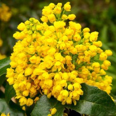 Саджанці магонії Повзуча Злата (черенкований) - 1-річний