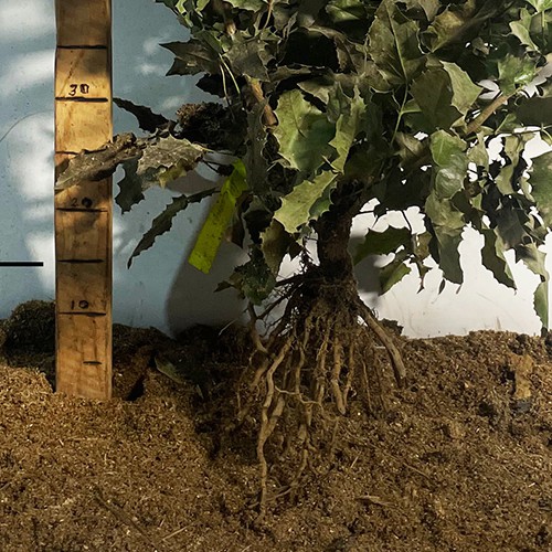 Саджанці вічнозеленої магонії Падуболиста (черенкований) - 1-річний