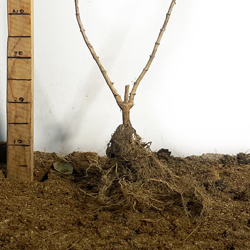 Саженцы жасмина Королевский (черенкованный) - 1-летний