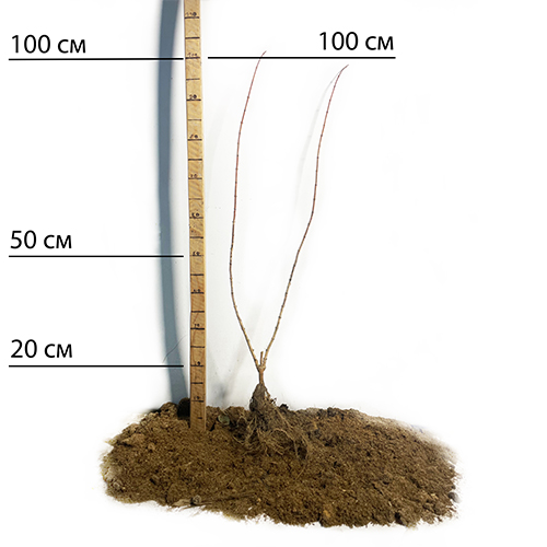 Саженцы жасмина Королевский (черенкованный) - 1-летний