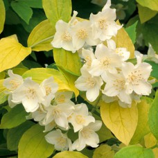 Саджанці жасмину Ауреус (черенкований) - 1-річний