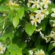 Саджанці жасмину Азіатський (черенкований) - 1-річний