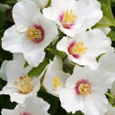 Саджанці жасмину Прекрасна Зірка (черенкований) - 1-річний