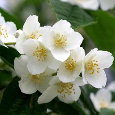 Саджанці жасмину Мікрофіллюс (черенкований) - 1-річний