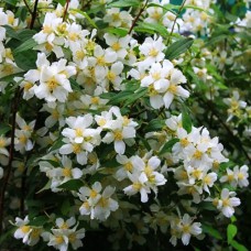 Саджанці жасмину Еректус (черенкований) - 1-річний