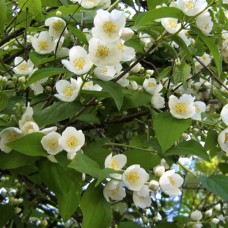 Саджанці жасмину Індіанер (черенкований) - 1-річний