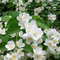 Саджанці жасмину Регаліс (черенкований) - 1-річний