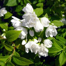 Саджанці жасмину Манто Д'ермін (черенкований) - 1-річний